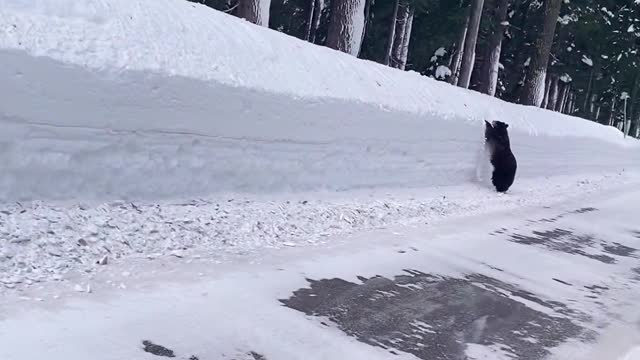 Bear Runs Along Road Looking for an Exit