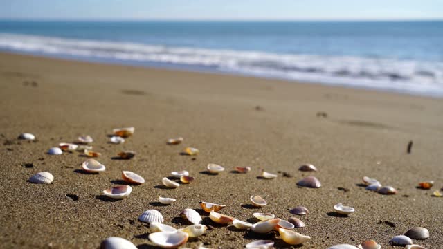 Relaxation Music On a Beautiful Beach - Sea Shells On The Sand | For Mind Relaxation and Sleep