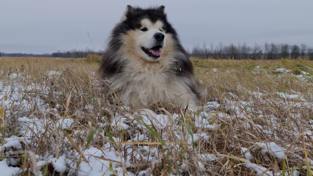 A Husky Sitting on a Grass Field