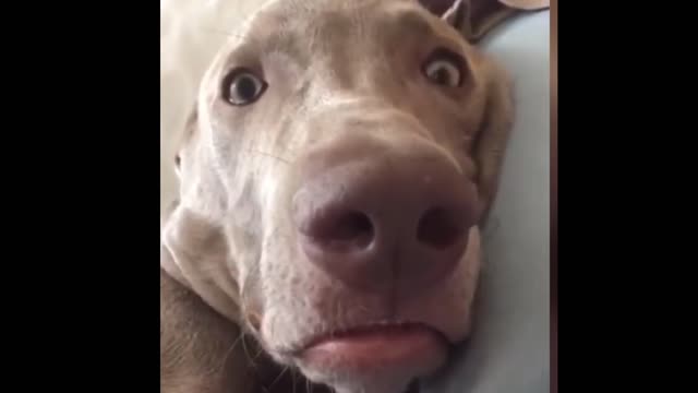 💐💐💐cut dog ll funny dog