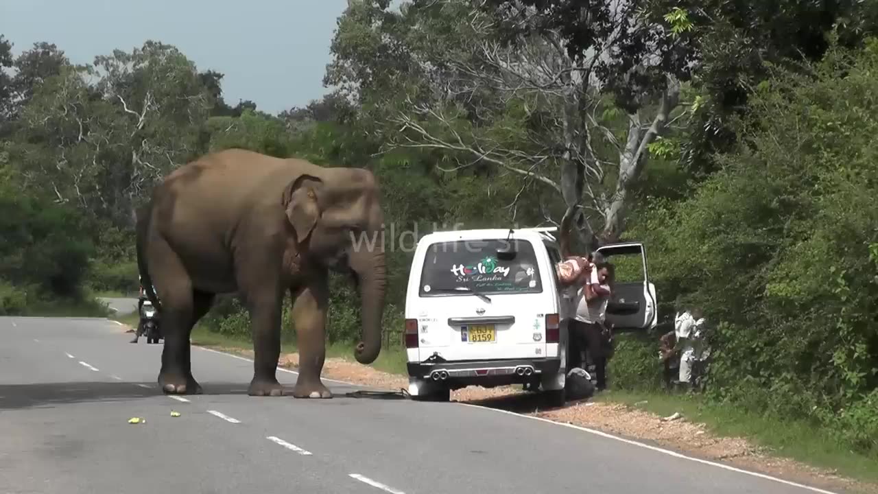 Breaking Vehicles By Wild Elephants #wildelephants #attack #animals