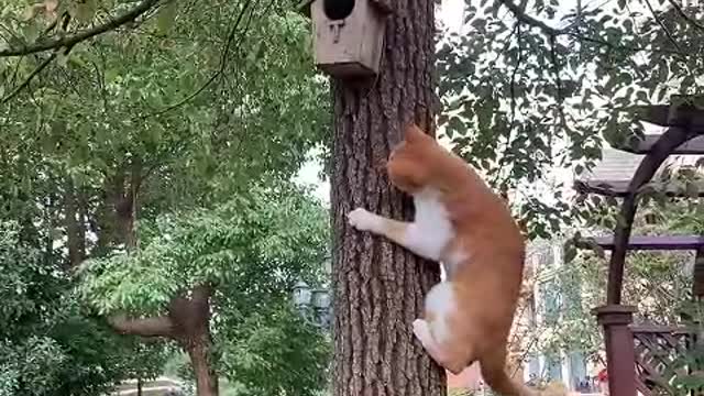 Keep a cat, only know how happy you are