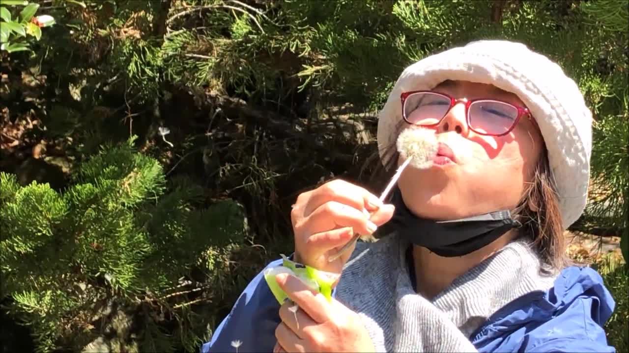 21_0223武陵農場 蒲公英