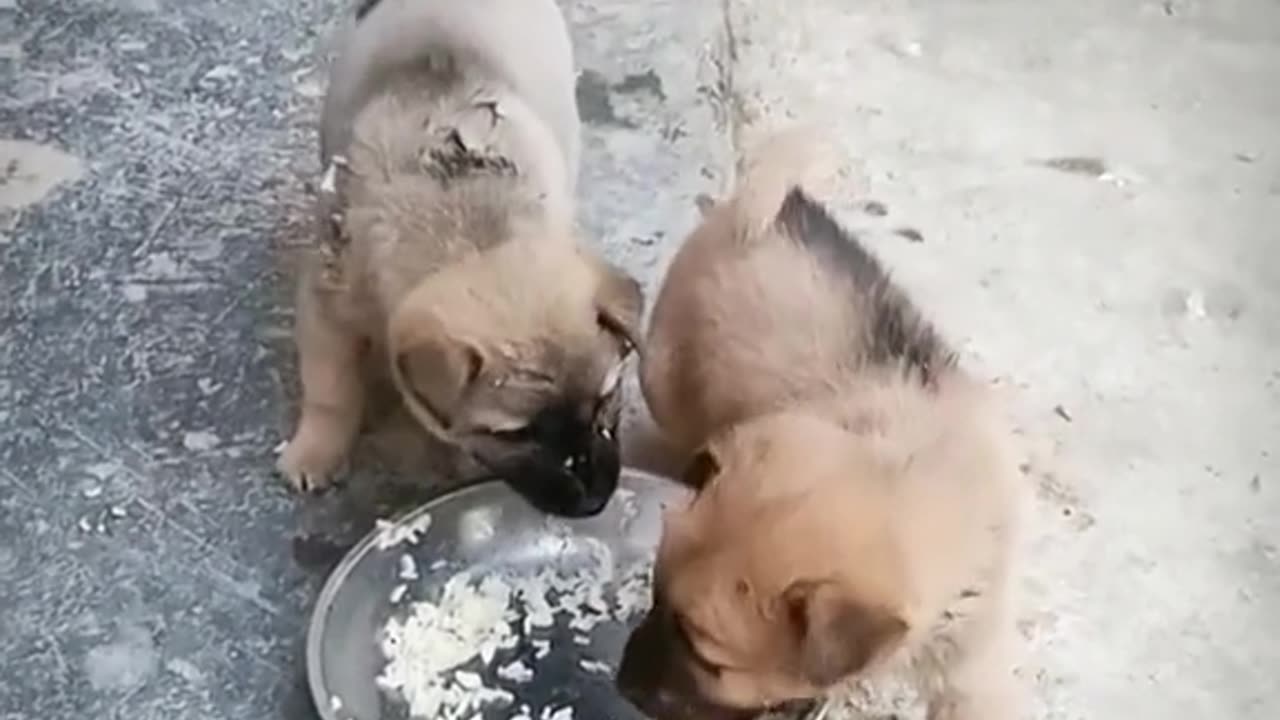 Dogs