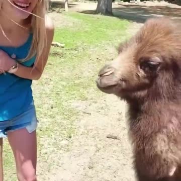 Funny And Cute Animal Videos Try Not To Laugh Or Smile
