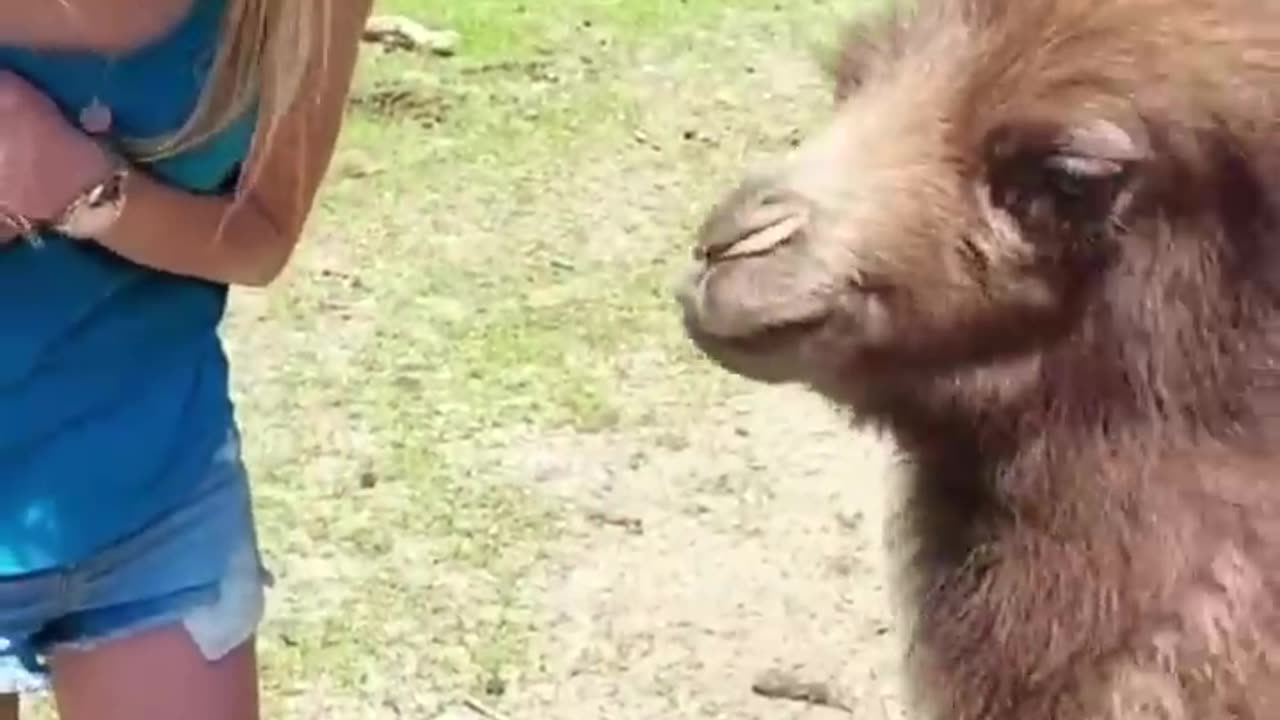 Funny And Cute Animal Videos Try Not To Laugh Or Smile