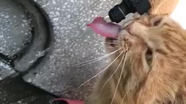Look at this intelligent cat