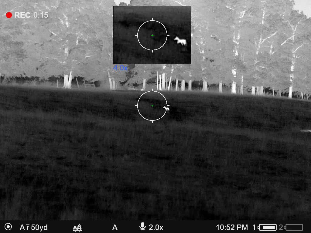 150 Yards - Blonde Female Coyote 7-11-22