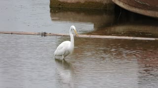 RDM Creations - White heron fishing in the turtle pond - OKC