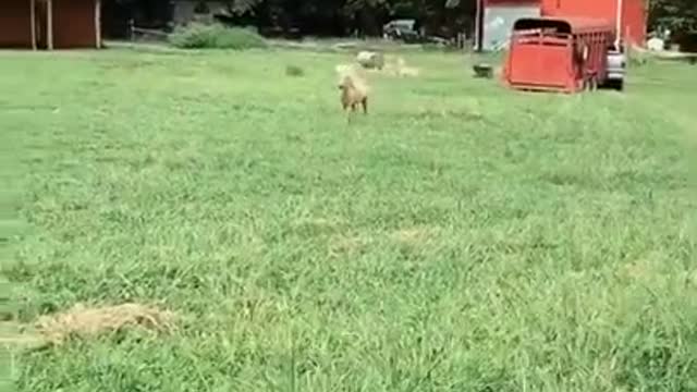 Baby Horse Running - Hillarious Comentry