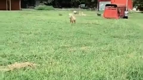 Baby Horse Running - Hillarious Comentry