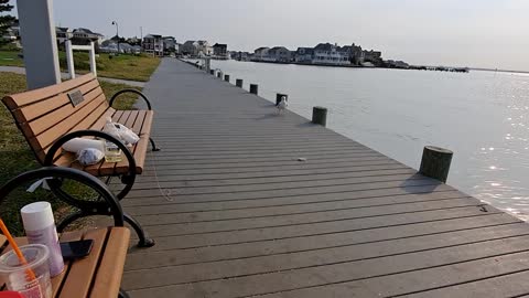 Seagull steals our bait while crabbing