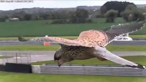 This falcon using wind and thermals to stationary hover while barely using it's wings