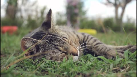 cute adorable cat lying in nature