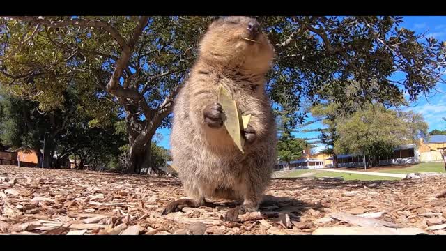 cute little squirrel