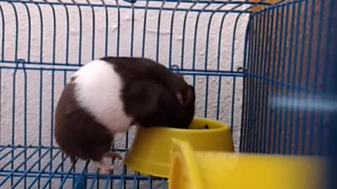 hamster eating inside your can look how cute