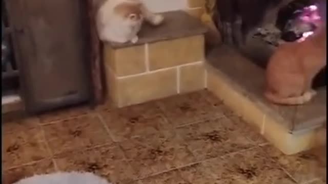 Cats meeting | Funny Cats videos | Funny Animals