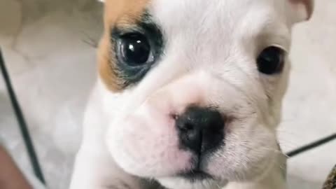 Cute Dog