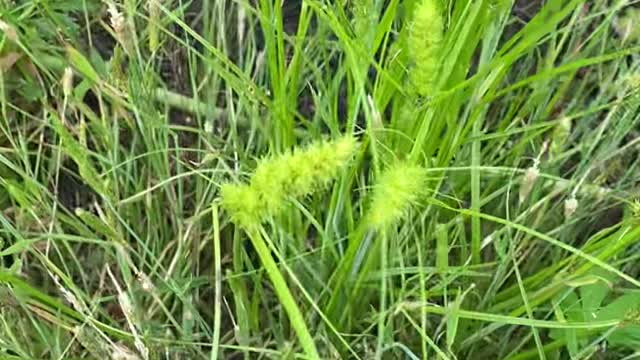 what's in the grass