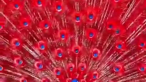 Peacock dancing video#