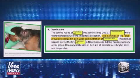 Kovidové ovce pod stanným právom