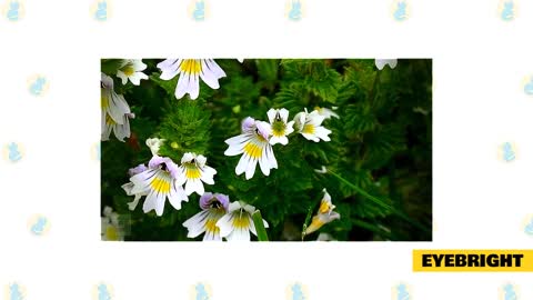 Cat 101_ Herbs to Improve Your Cats Health
