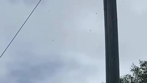 Bee Hive Removal Gone Horribly Wrong—What Was the Mistake? 🐝😱