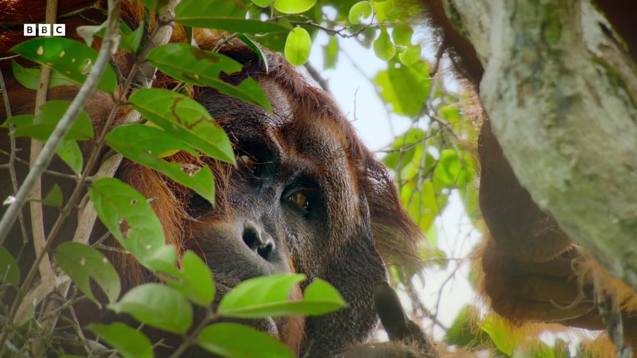 Asia First Look ft SEVENTEEN BBC Earth