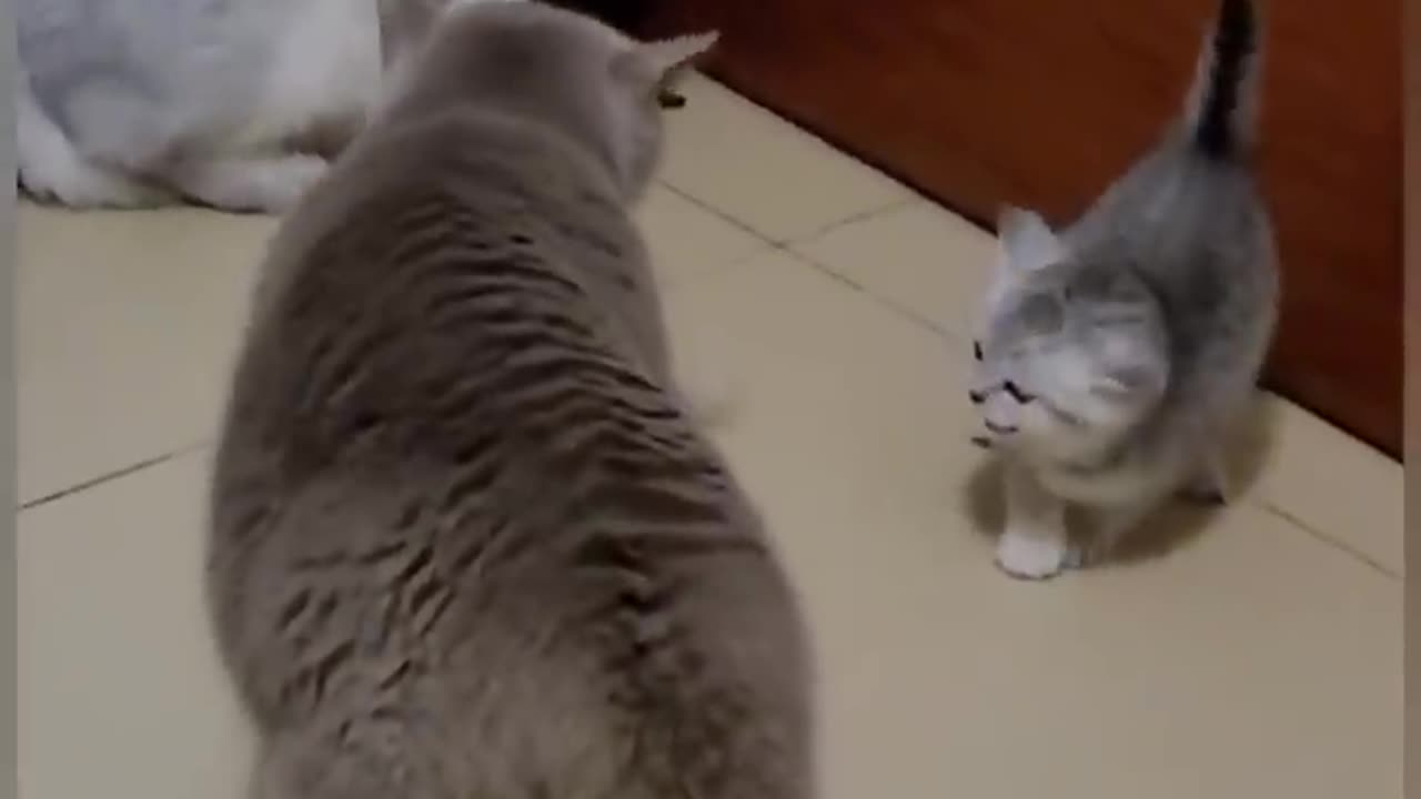 😁😁😁 Funny cats video 😁😁😁