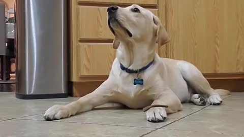 Labrador shwos how will trained he is || short video