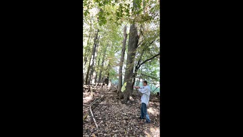 AEROKINESIS— PT. 2— Bringing wind flow within a secluded forest