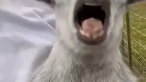 Cute Animal Shorts