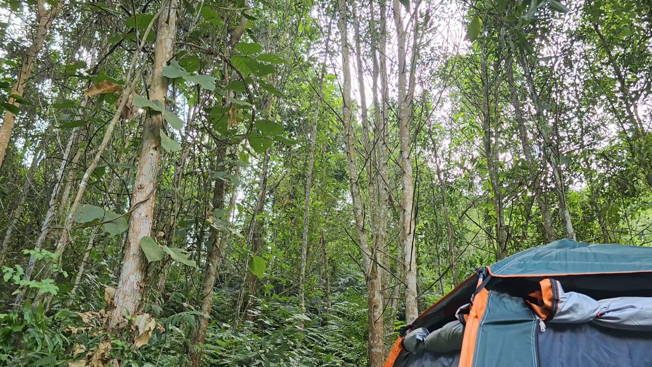 SEXY GIRL IN FOREST ALONE