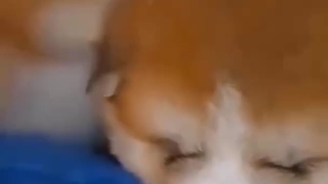 DOG EATING DURING SLEEP