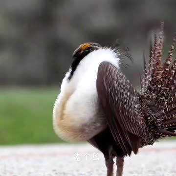 Could this bird be a species of Partridge?