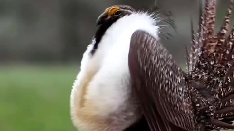 Could this bird be a species of Partridge?