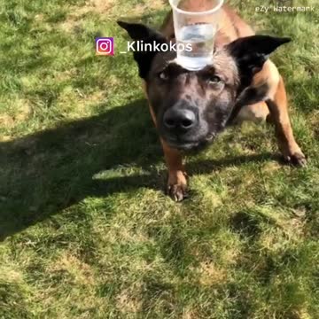Skillful dog balances cup of water on head while walking