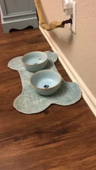 Gizmo not happy with food refill.