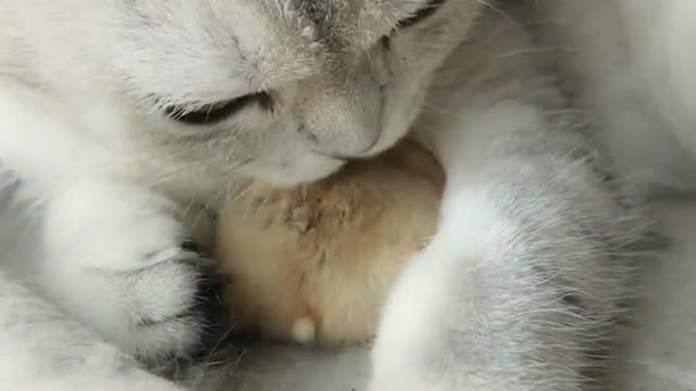 cat and hamster
