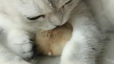 cat and hamster