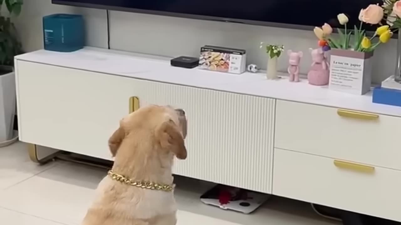 Dog shut it down and ..