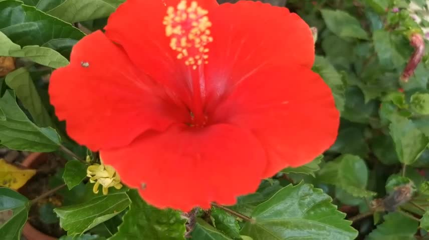 Cutest bud of beautiful red flower