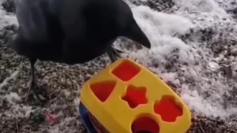 Bird IQ vs human IQ