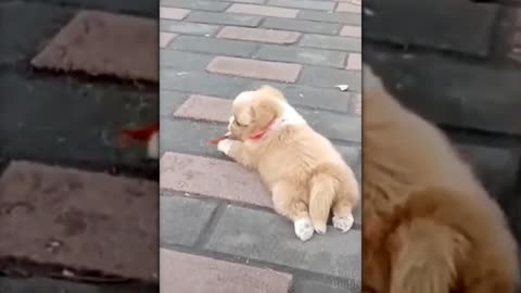 Puppy cute the Word