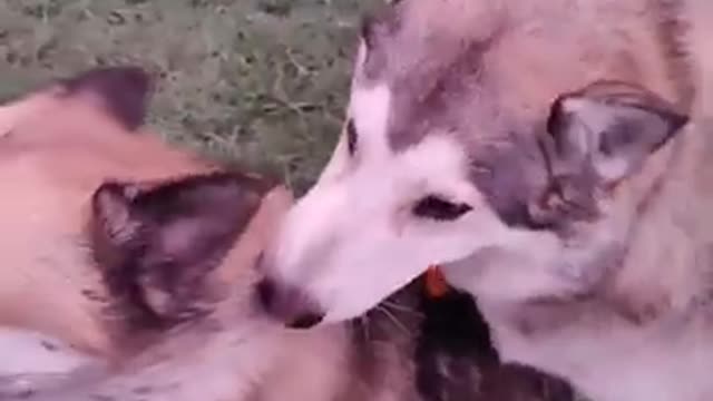 German Shepherd Husky and Wolamute playing rough!