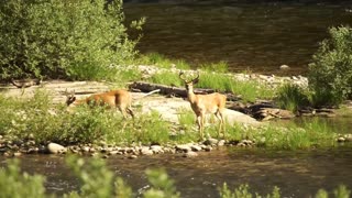 The Selway River