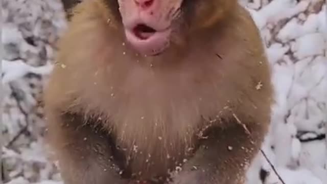 baby monkey is freezing cold short video