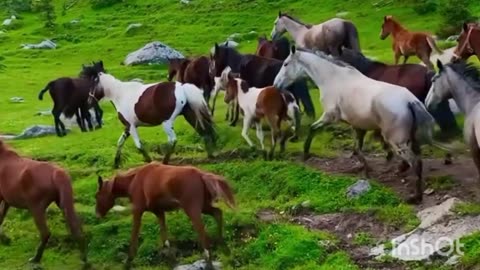 Horse🐎 video beauty❤ village natural beauty