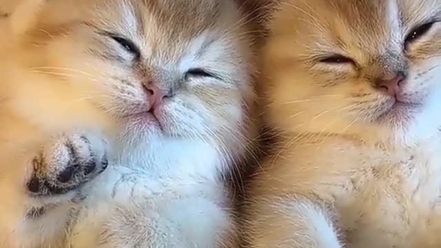 Got up | funny cats video |