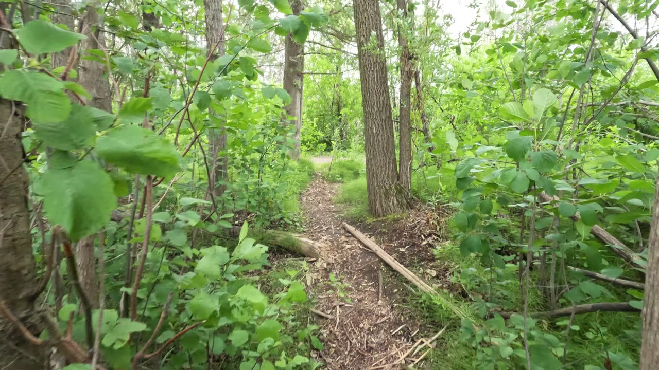 🍋‍🟩 Hiking To Lime Kiln Trails ☀️🌿 Summer Edition In Ottawa 🍁 Canada 🌴